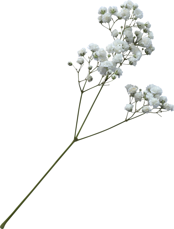 Baby's breath